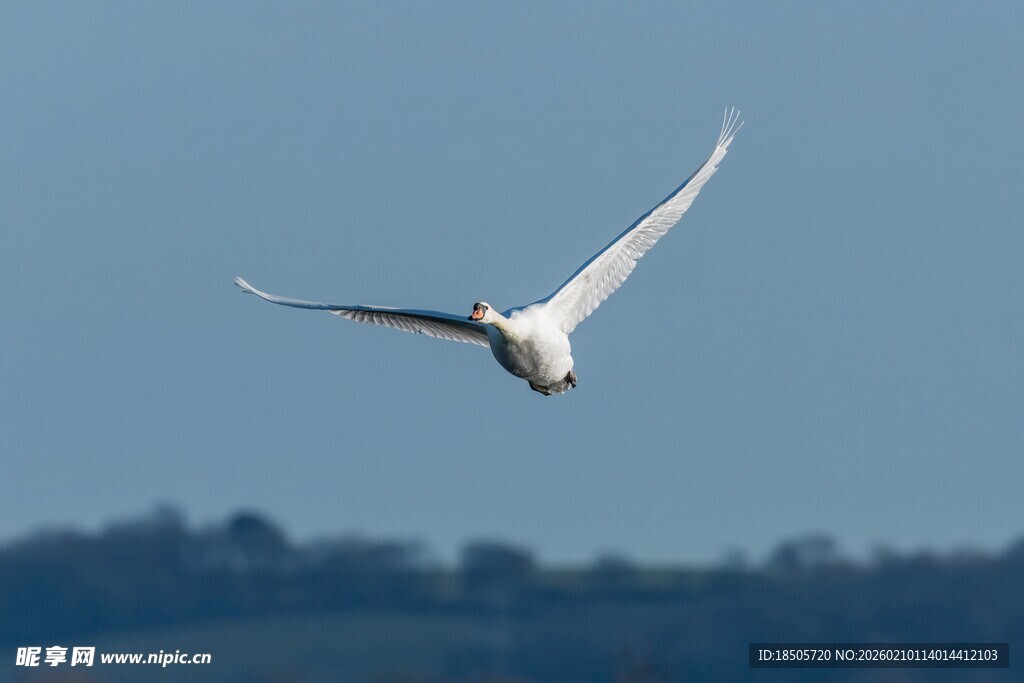 翱翔天际的白色飞鸟