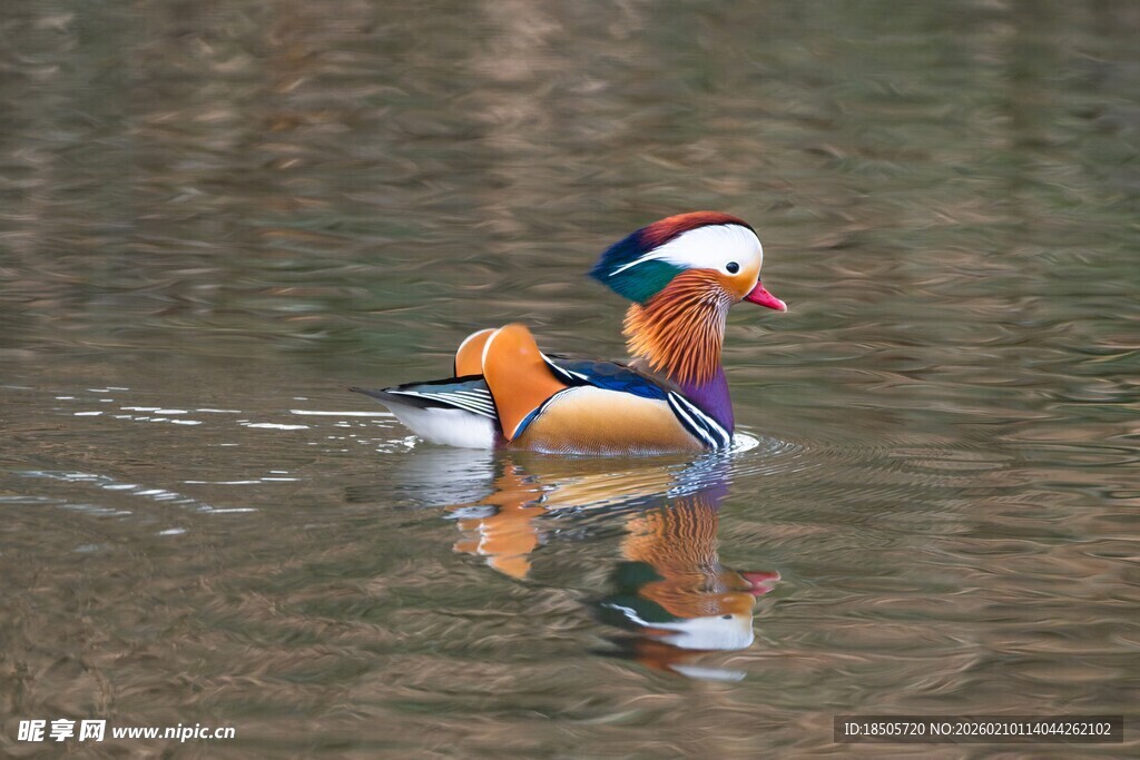 水中嬉戏的色彩斑斓鸳鸯