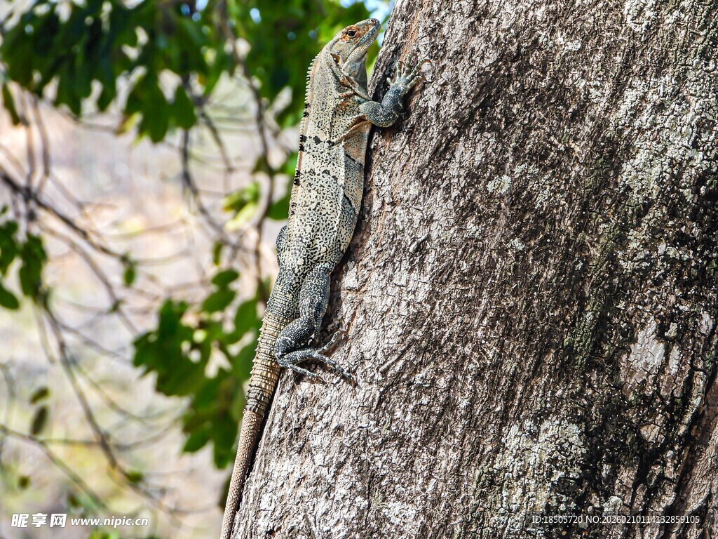 树干上的蜥蜴