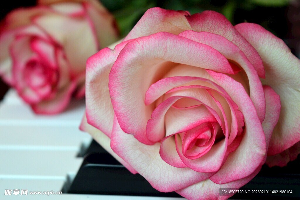 粉色双色玫瑰特写