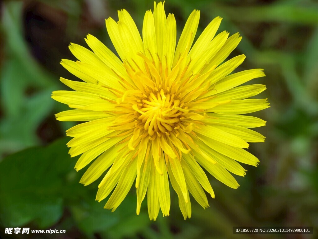黄色蒲公英绽放的美丽