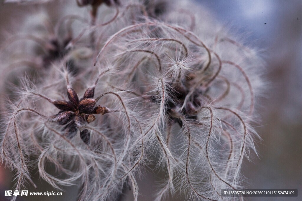 蓬松的白头翁植物特写