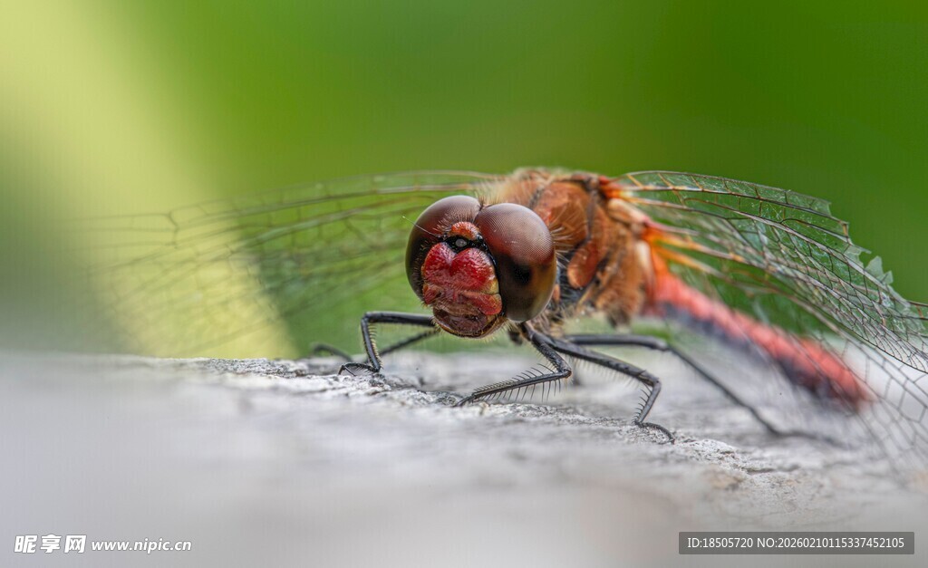 红蜻蜓特写