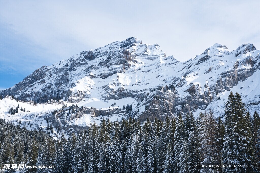 雪山下的茂密森林景观