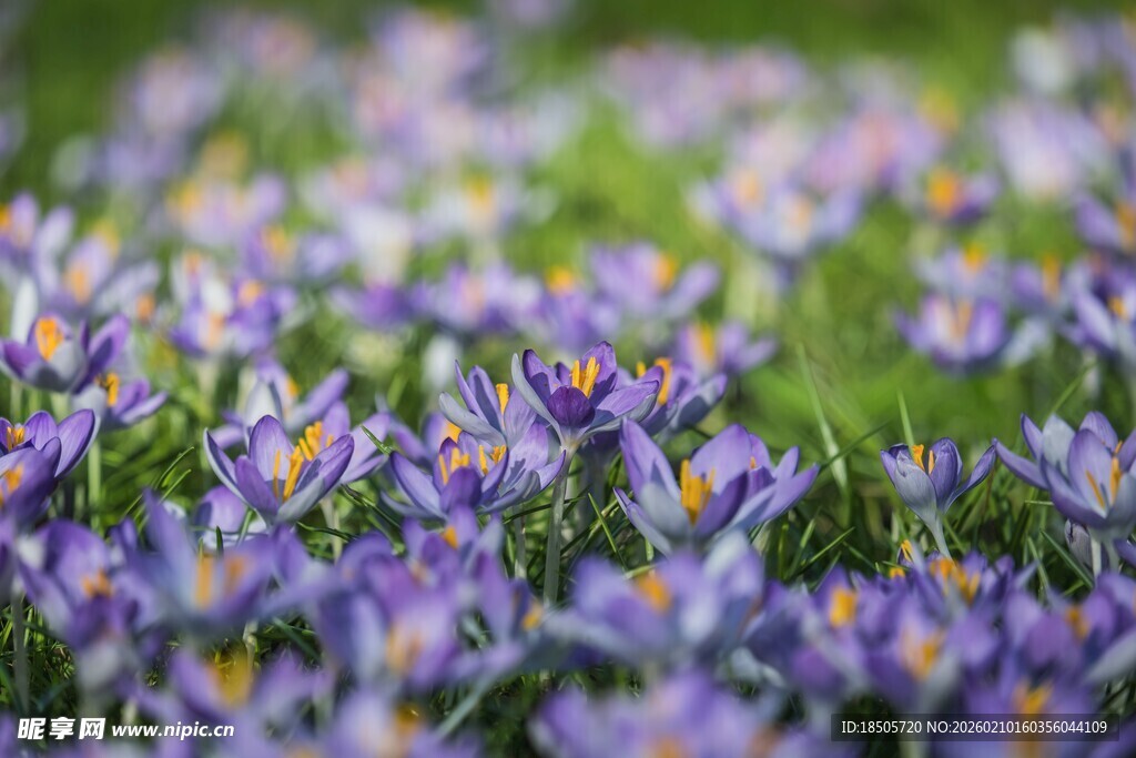 紫色番红花绽放的美丽景象