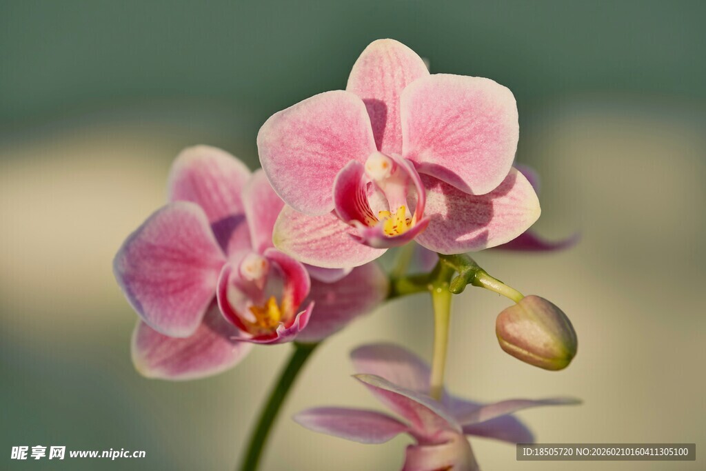 娇艳粉色蝴蝶兰绽放