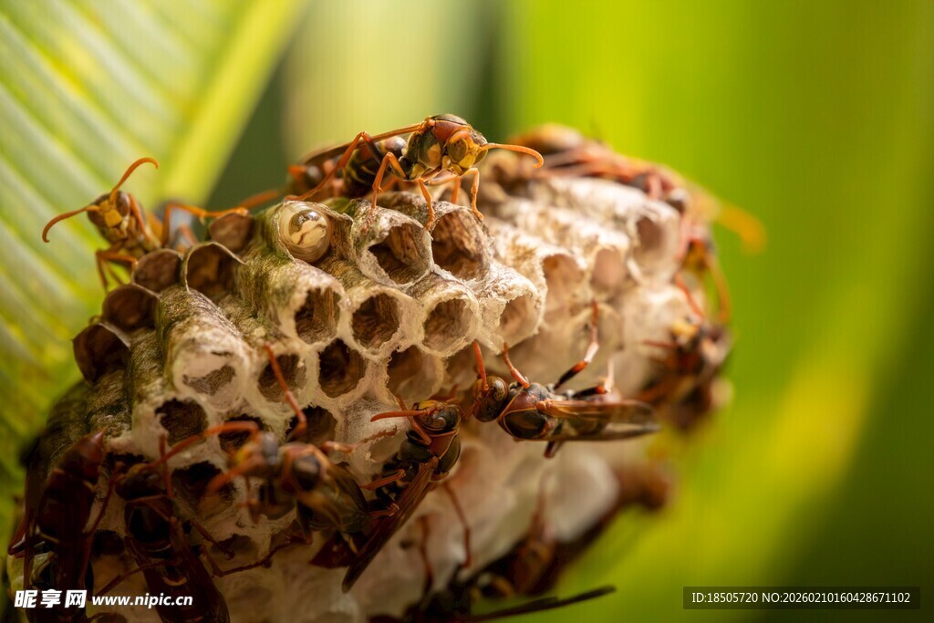蜂巢上的忙碌蜂群