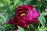 牡丹花  