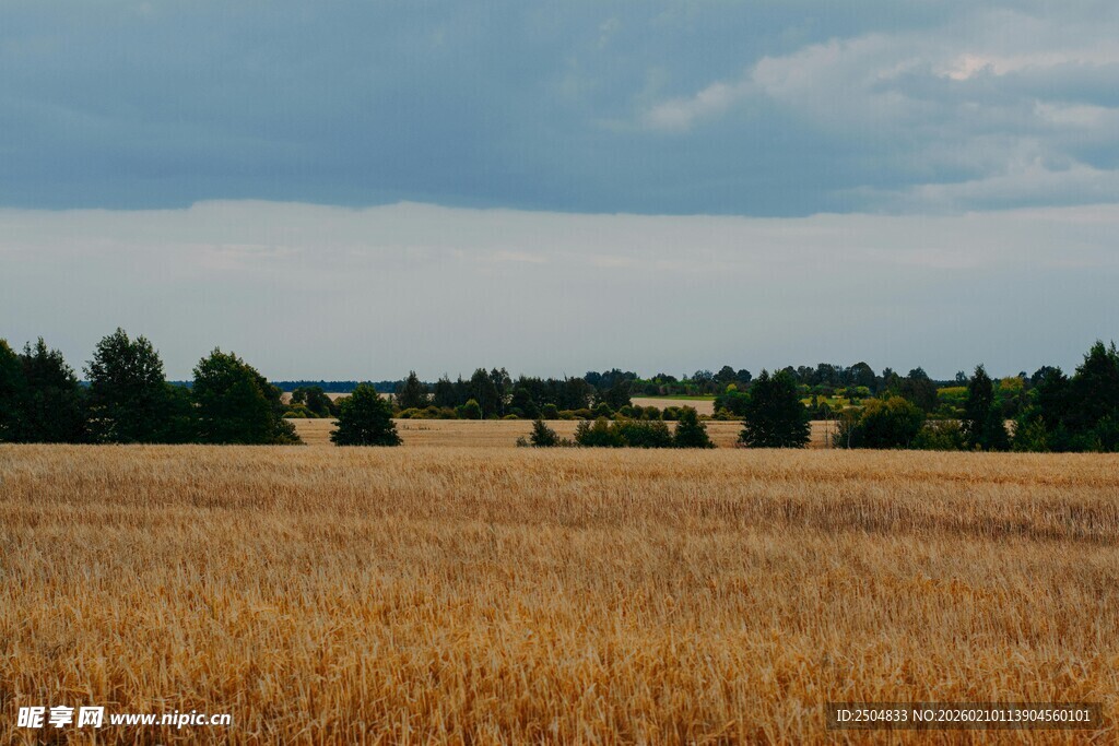 金黄麦田与远处树林景观