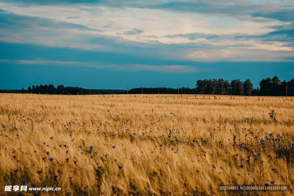 金色麦田与远方天际线