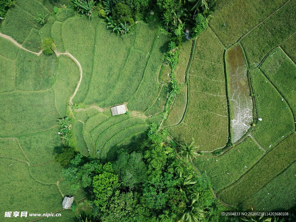 俯瞰翠绿梯田与蜿蜒小径