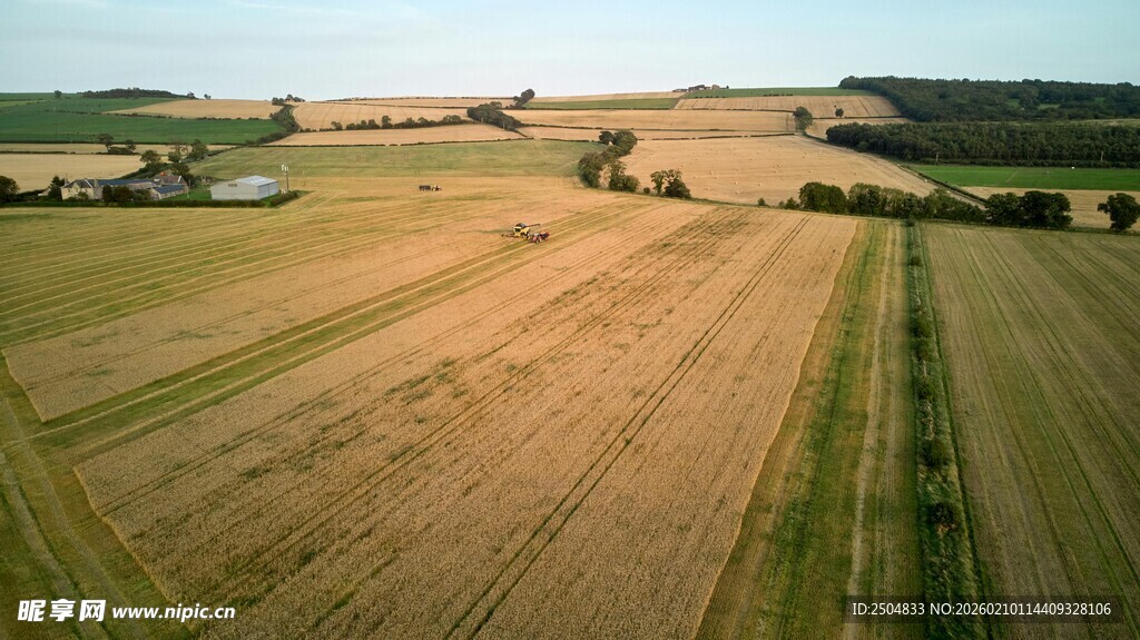金色麦田航拍图