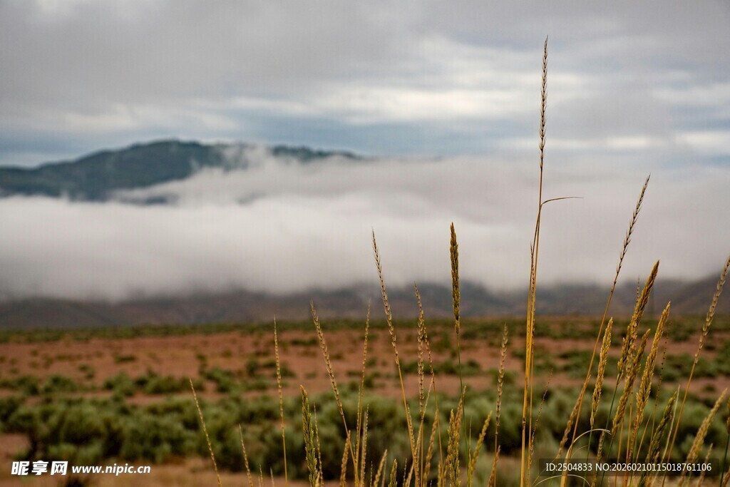 云雾缭绕的草原风光