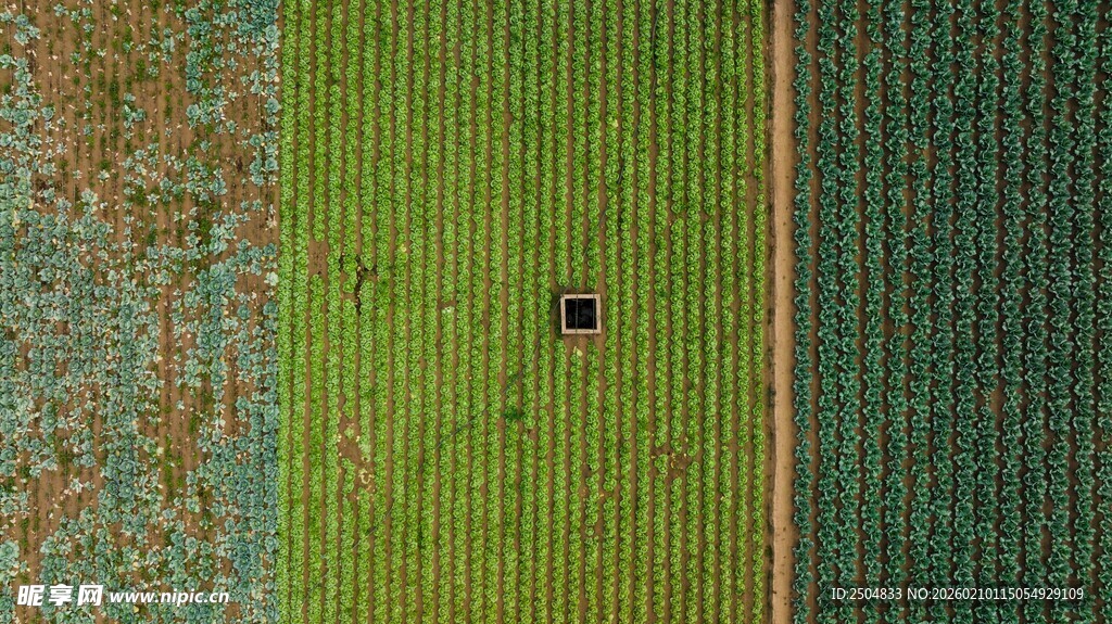 高空俯瞰绿色田野中的黑点