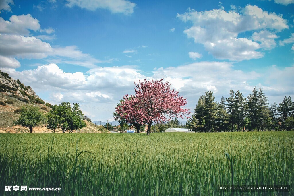 田园风光中的绚烂繁花