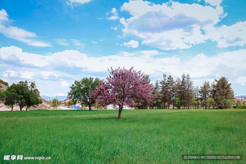 春日草地中的繁花树木
