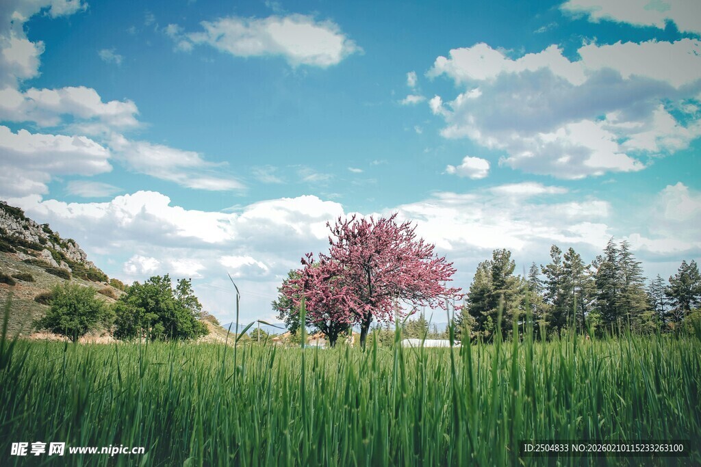 草原上的烂漫粉花树