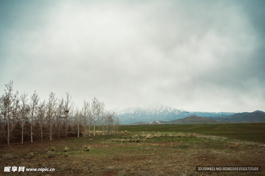 旷野枯树林的朦胧景致