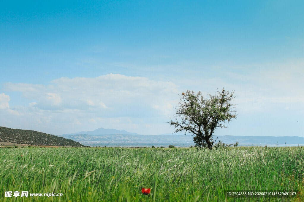 草原孤树旁的一抹红