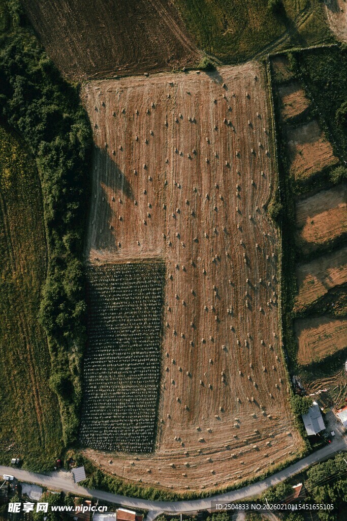 俯瞰金黄田野与绿植