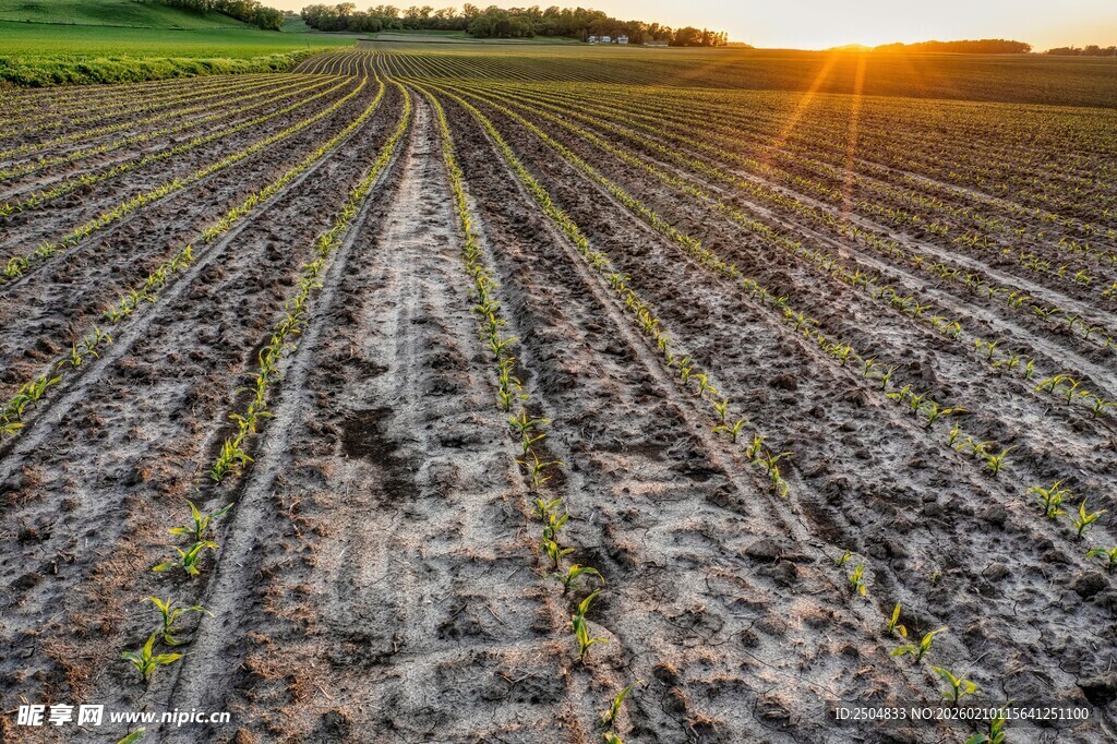 夕阳下的农田新苗初长