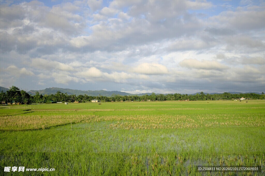 广袤田园风光 绿意盎然
