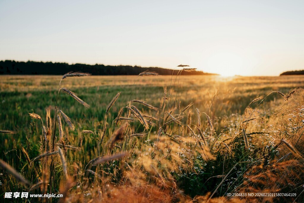 夕阳下的广袤田野