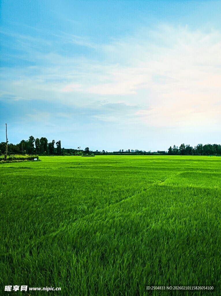 广袤绿野 尽显田园风光