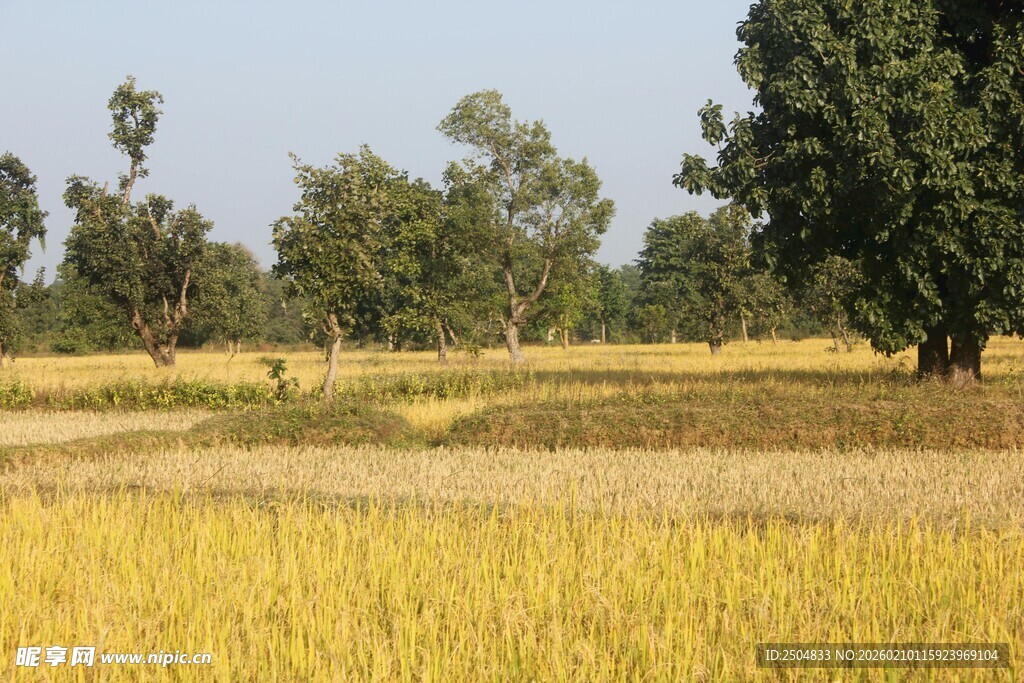 金黄稻田与绿树相映成趣