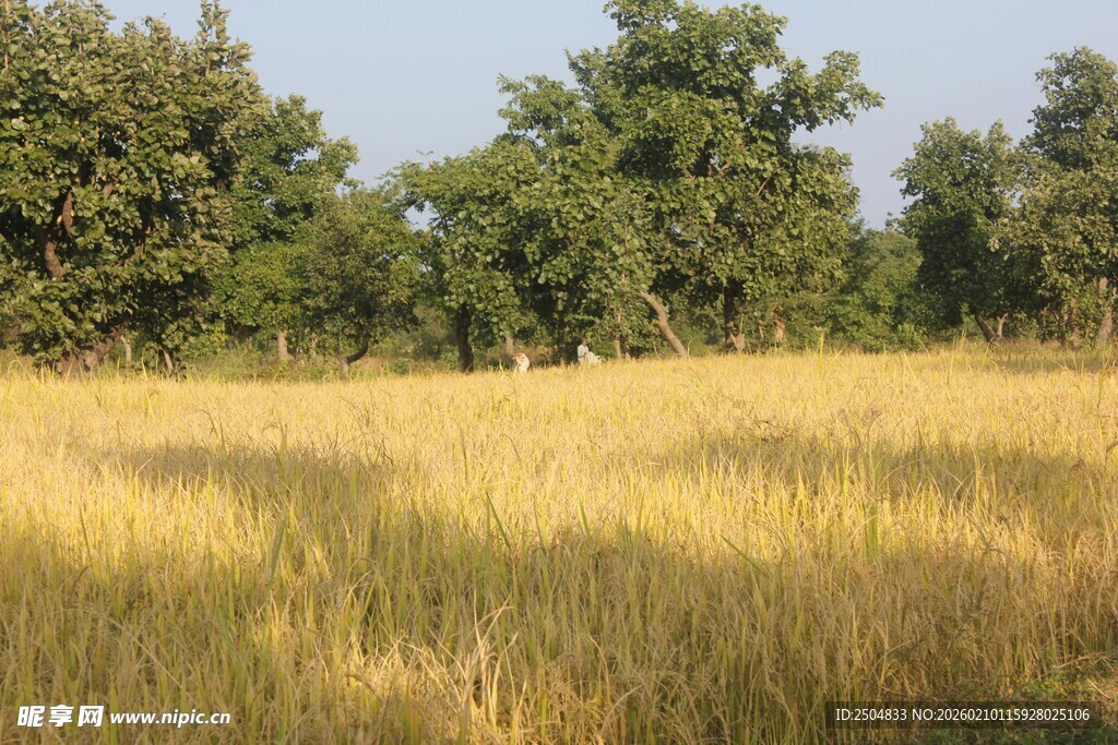 金黄麦田与葱郁树木