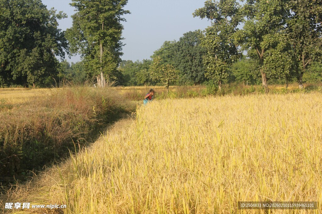 金黄麦田与远处葱郁树林