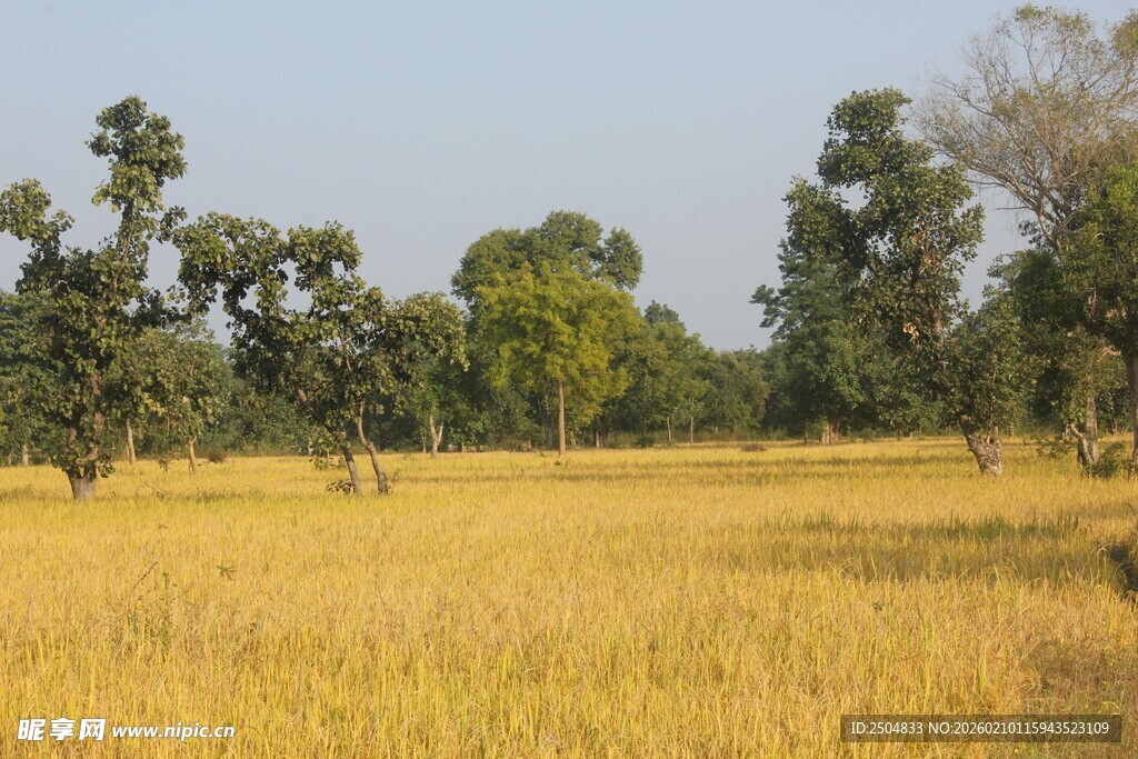 金黄稻田与远处树木风景