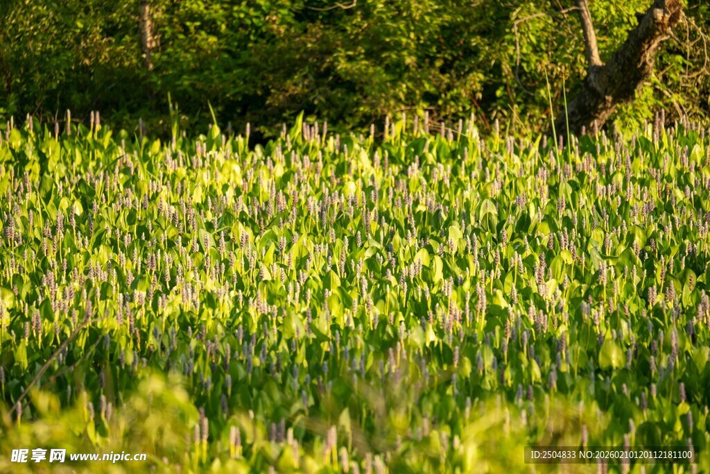 阳光照耀下的翠绿草地