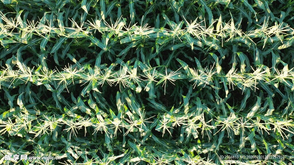 绿色茂密植物纹理特写