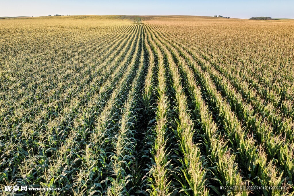 广袤玉米田 田园风光美