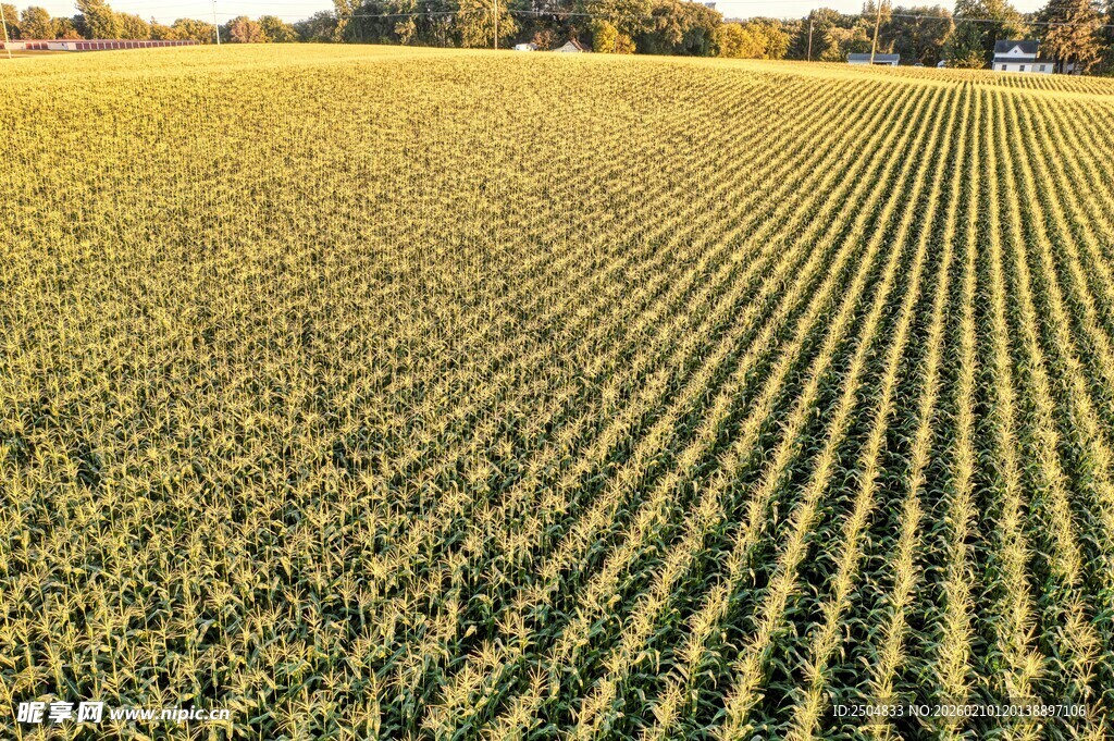 秋日广袤整齐的农田景观