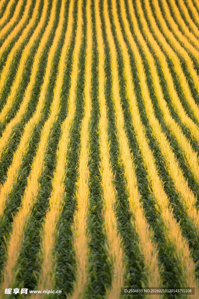 金黄整齐的农田景观