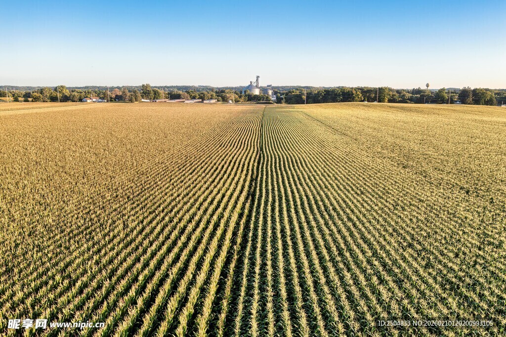 广袤田野 整齐作物景观