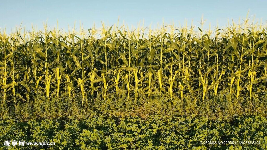 金黄玉米田 田园风光美