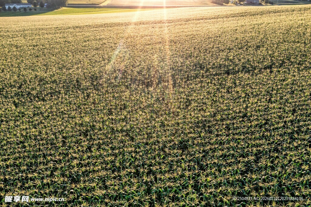 阳光照耀下的广袤农田