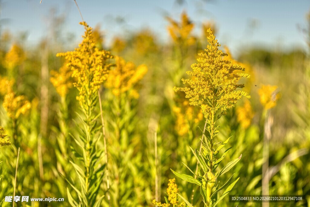 金黄灿烂的野外花卉