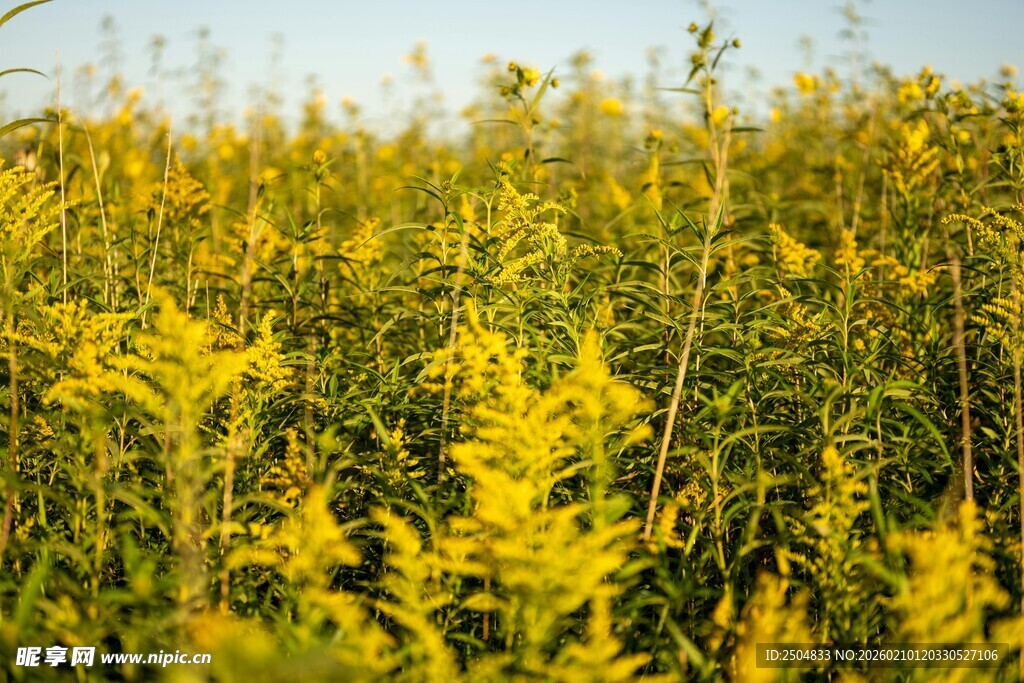 金黄灿烂的野外花草景观