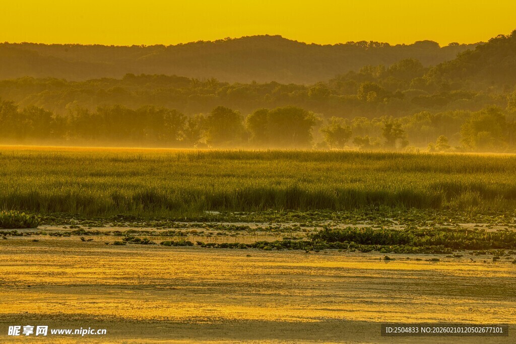 金色晨光下的田野美景