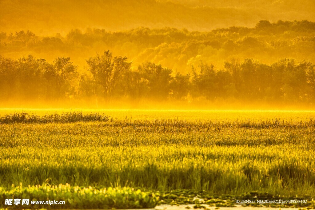 金色田野晨光美景