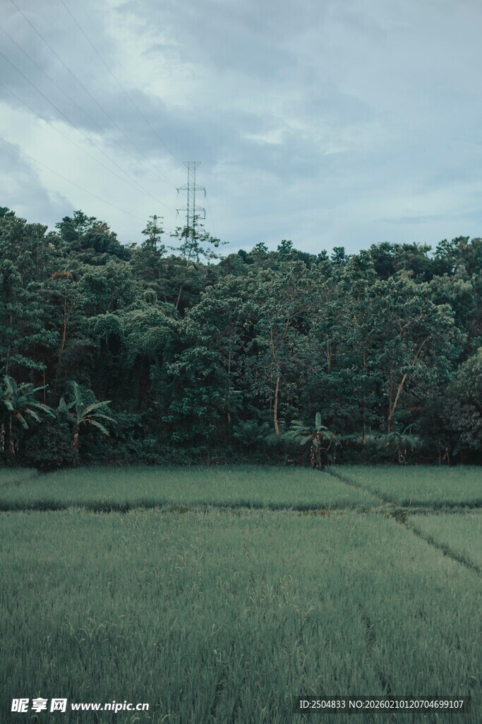 田野风光 绿意盎然的稻田