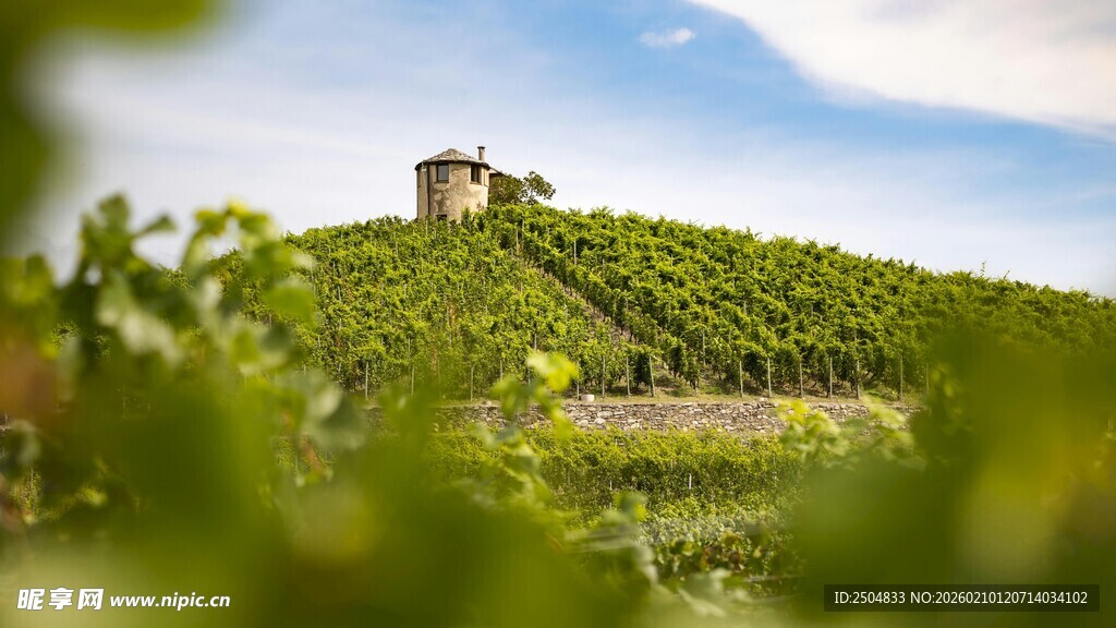 山坡上的绿意葡萄园