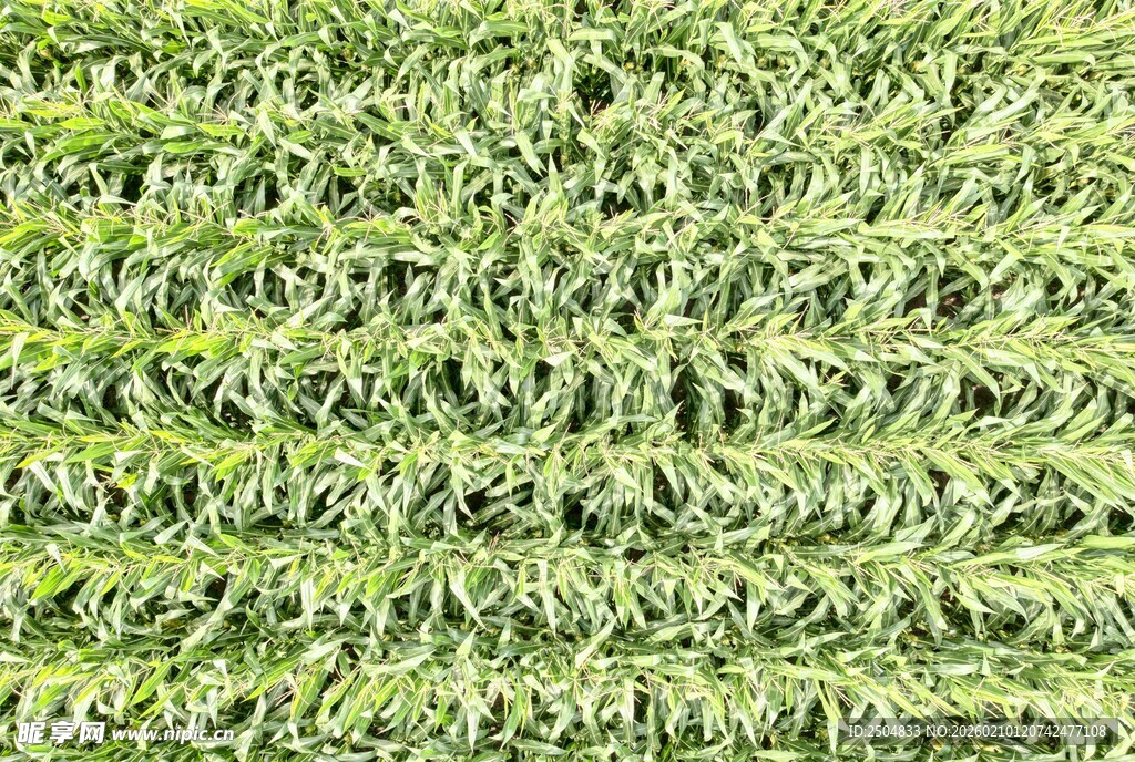 翠绿细腻的针织纹理