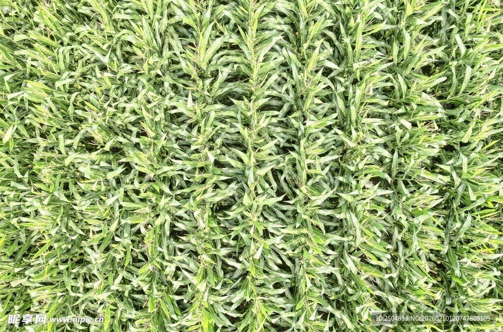 翠绿繁茂的植物纹理