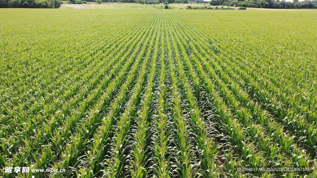 绿色农田 整齐作物景观
