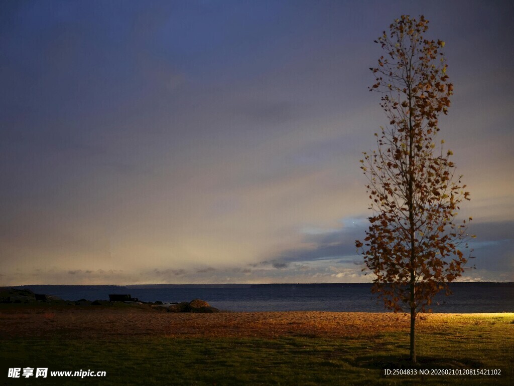 湖畔孤树的静谧黄昏